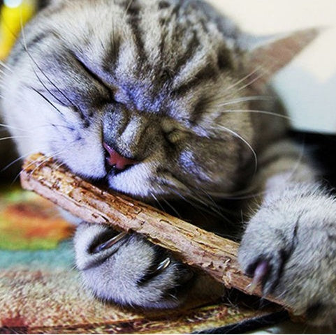 5PCS Natural Matatabi Catnip Chew Sticks – Healthy Catnip Chew Toy for Kittens & Cats