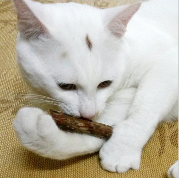 5PCS Natural Matatabi Catnip Chew Sticks – Healthy Catnip Chew Toy for Kittens & Cats